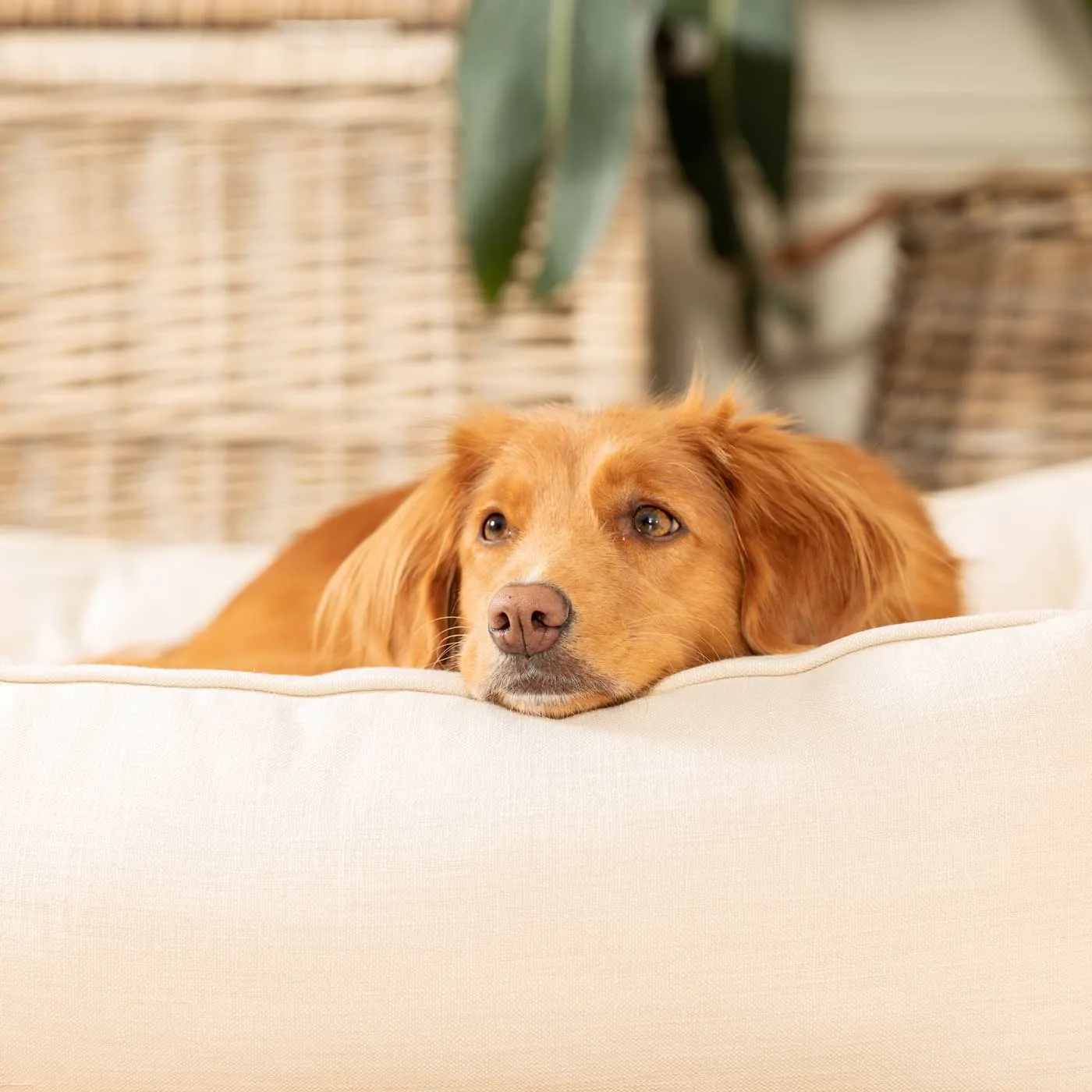 Box Bed With Removable Covers in Savanna Bone by Lords & Labradors