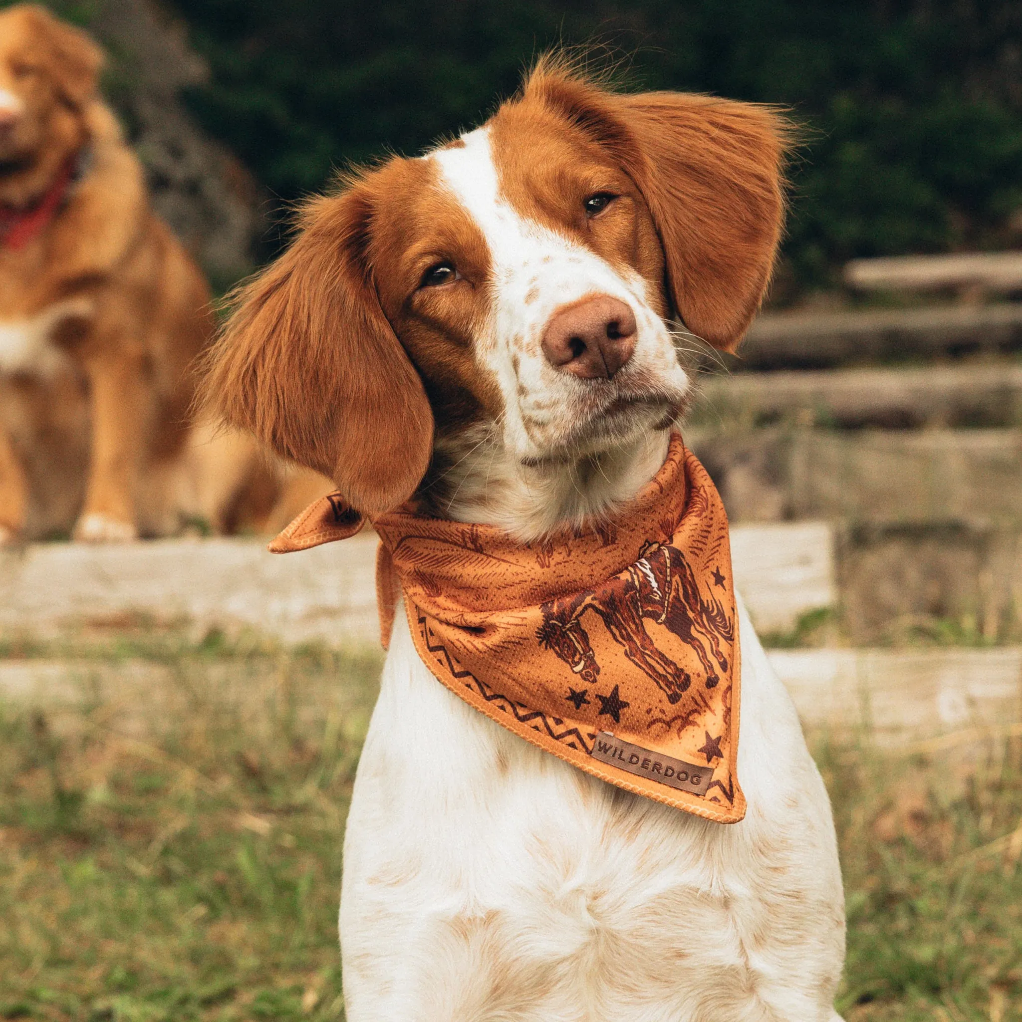 Cowpoke Bandana