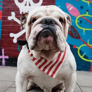 Creature Clothes Slip On Bandana Red And White Candy Stripe