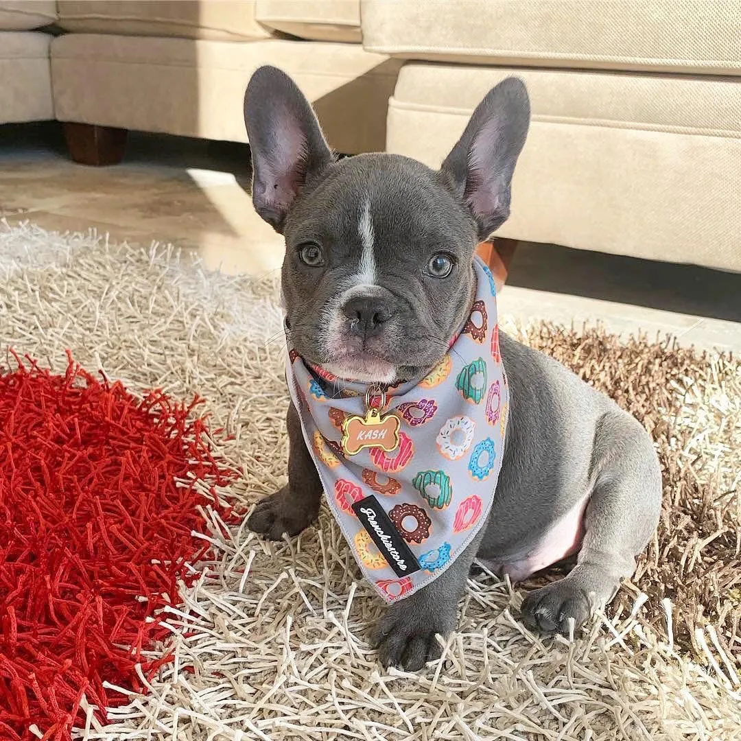 Frenchiestore Dog Cooling Bandana | Mint StarPup