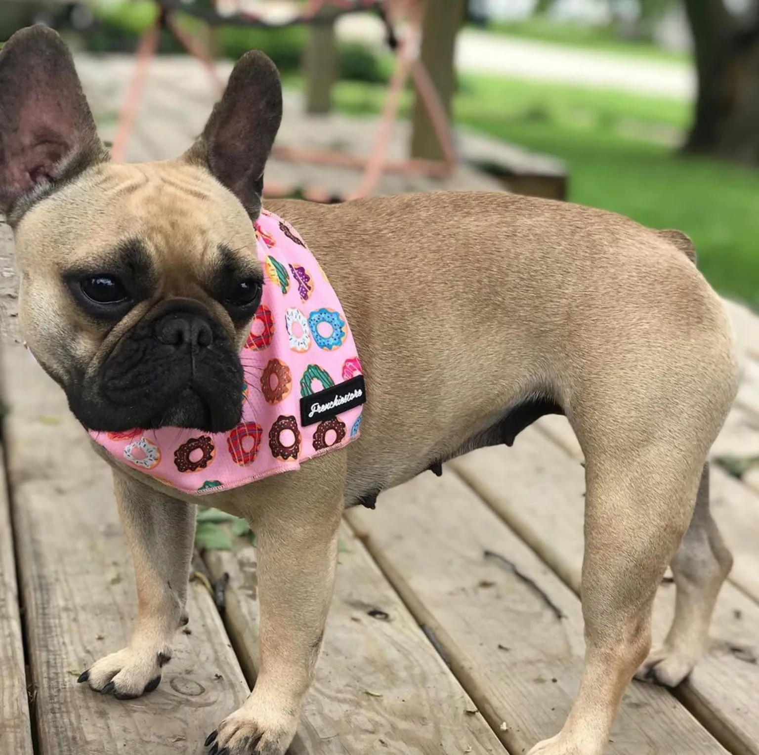 Frenchiestore Dog Cooling Bandana| Pink StarPup