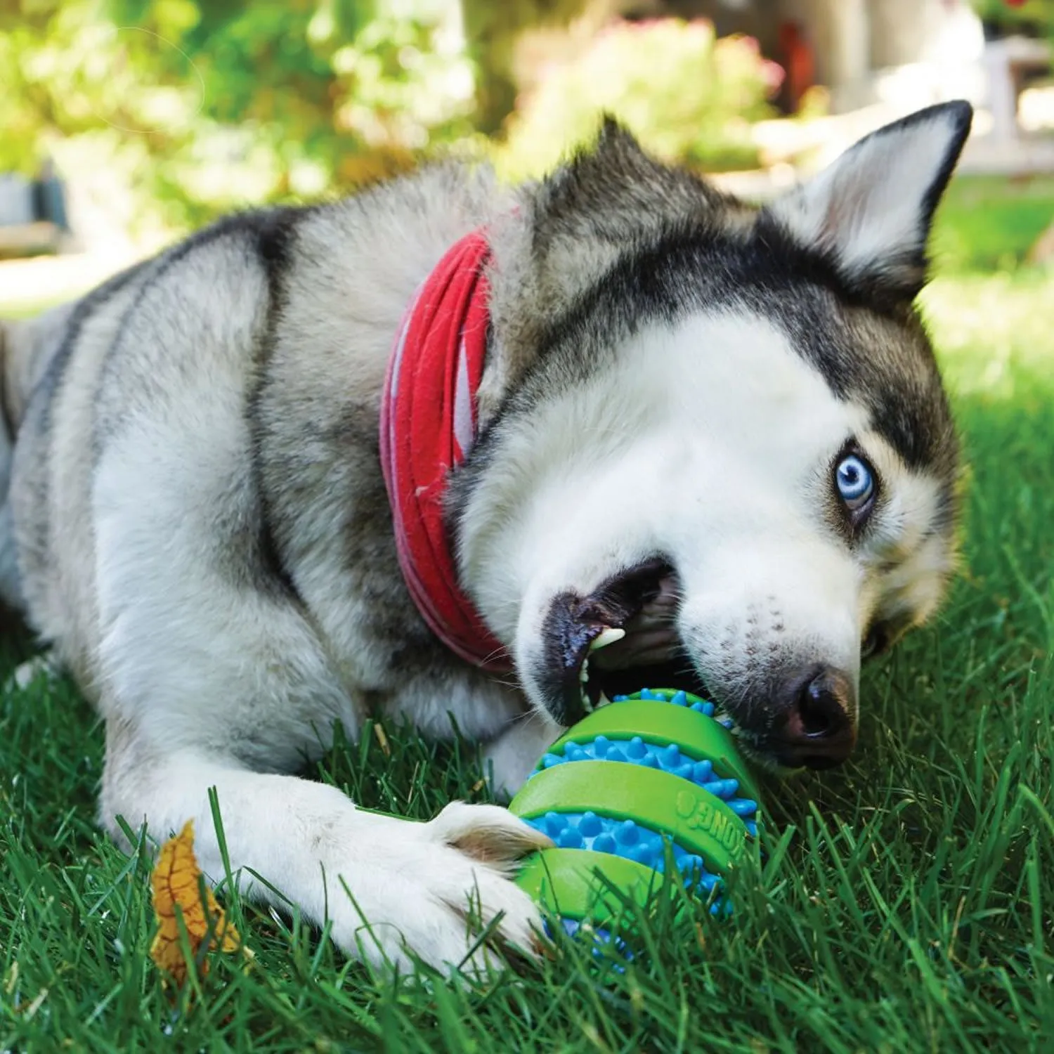 KONG Squeezz Goomz Ball