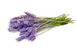 LAVENDER SPIKE ORGANIC OIL