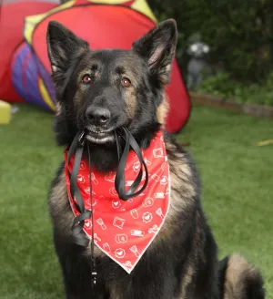 Pawrranda Cooling Dog Bandana